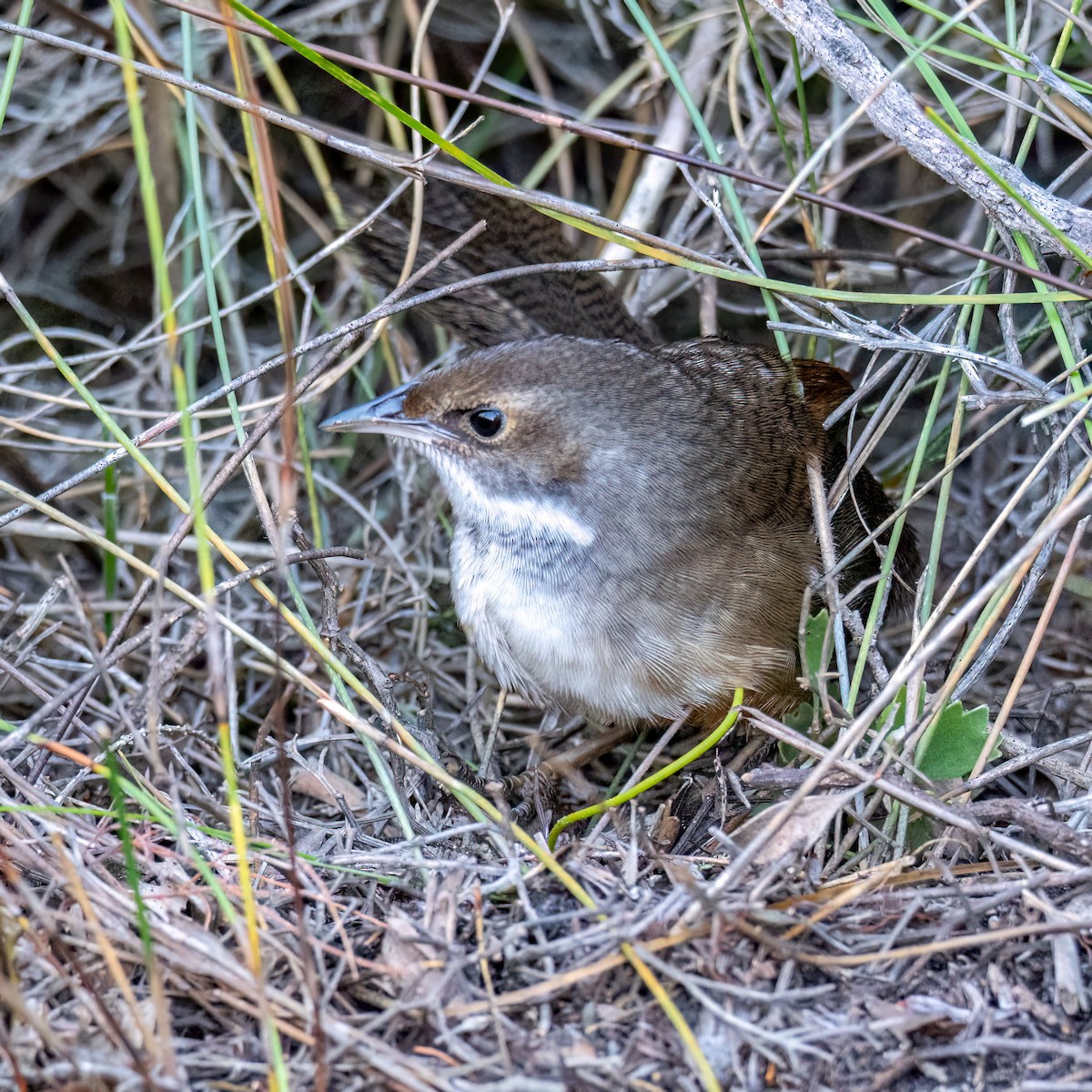 Noisy Scrub-bird - ML638391404