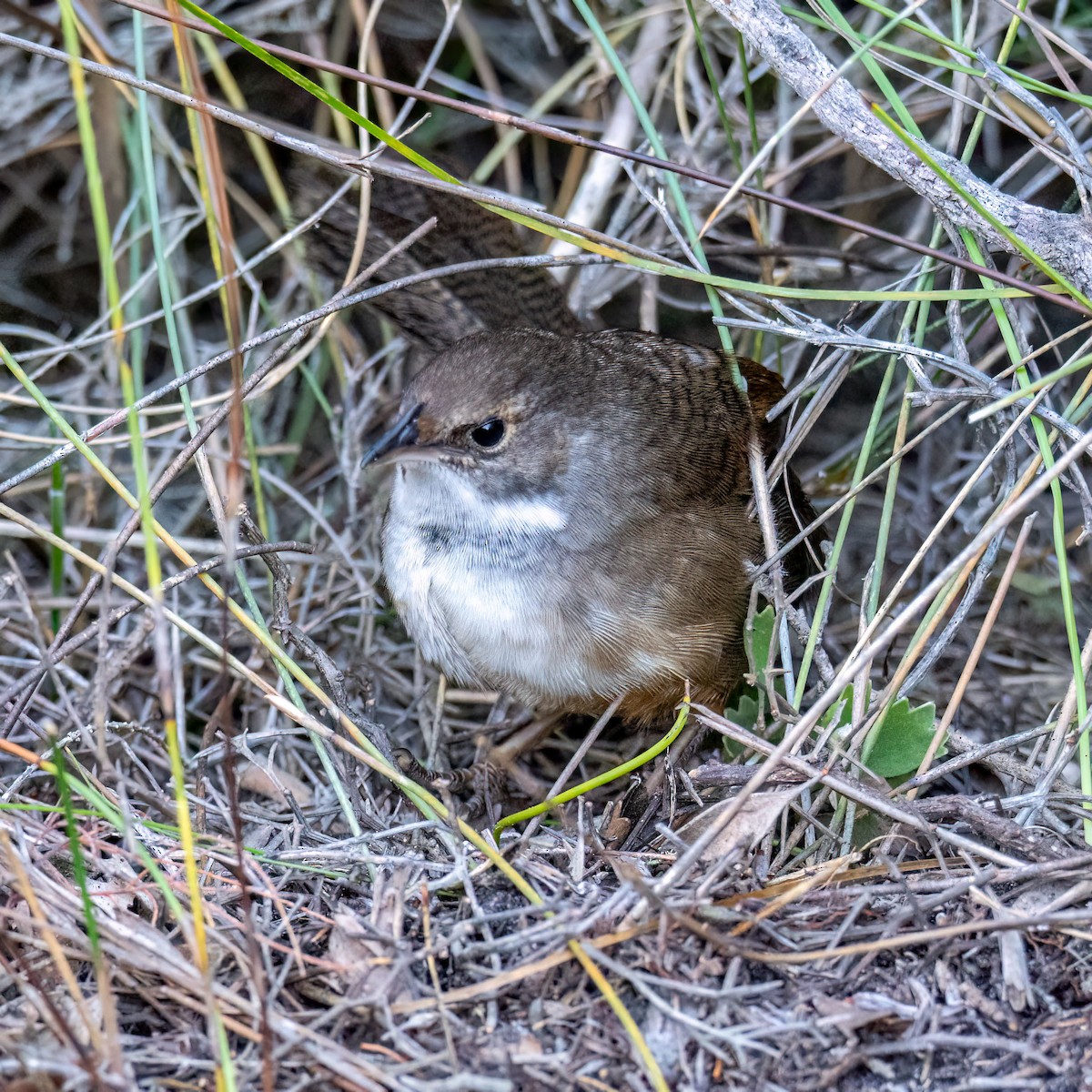 Noisy Scrub-bird - ML638391405