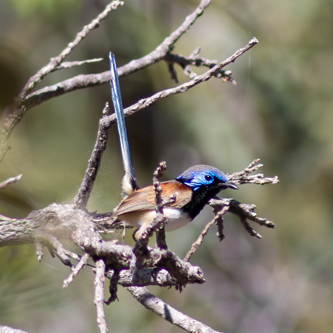 Purple-backed Fairywren - ML638391409