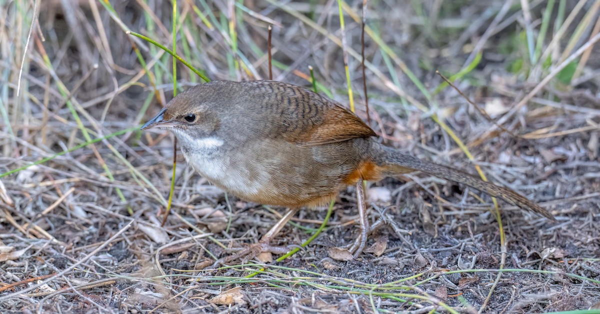 Noisy Scrub-bird - ML638391411