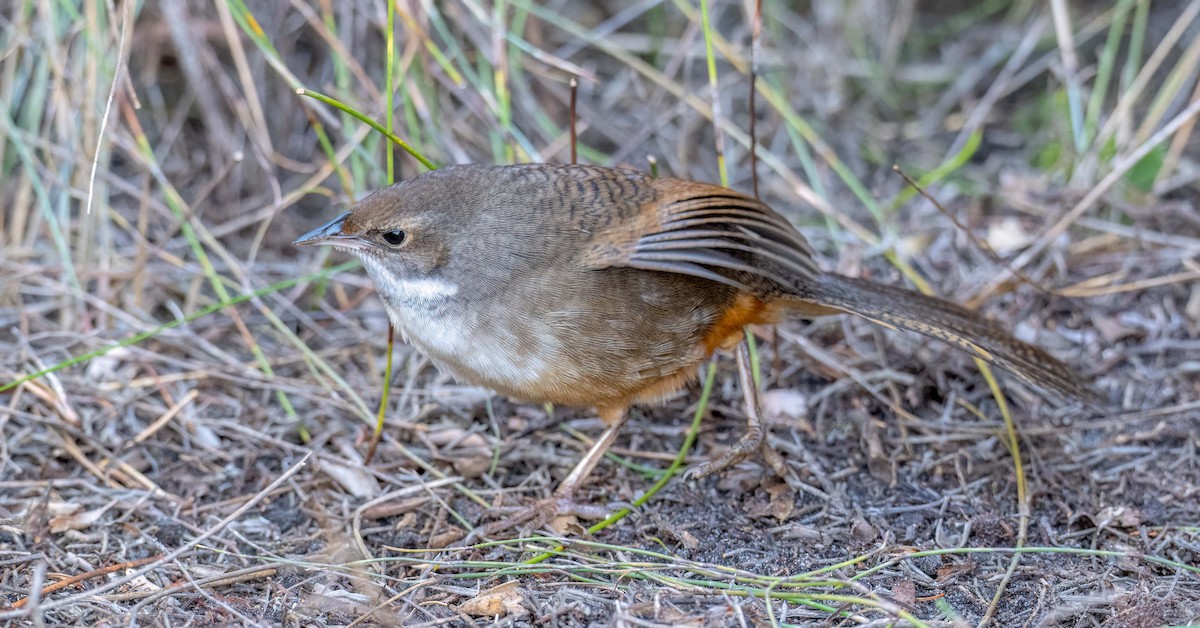 Noisy Scrub-bird - ML638391412