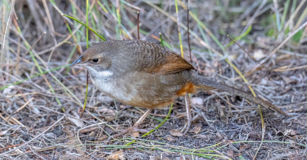 Noisy Scrub-bird - ML638391413