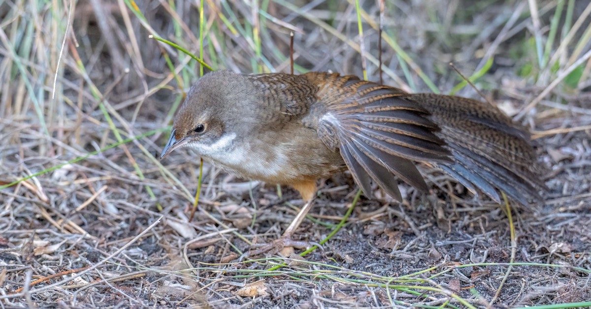 Noisy Scrub-bird - ML638391414