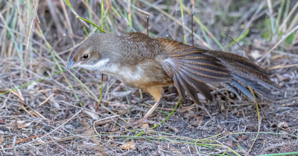 Noisy Scrub-bird - ML638391415