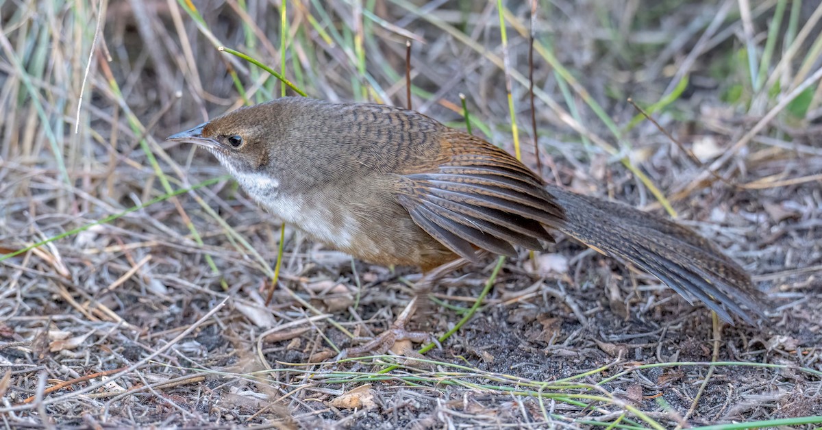 Noisy Scrub-bird - ML638391416