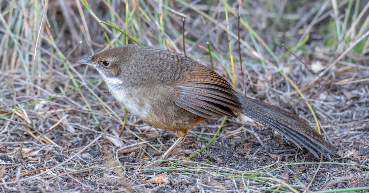 Noisy Scrub-bird - ML638391417