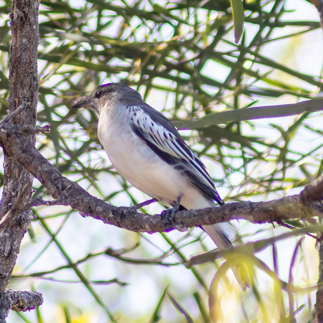White-winged Triller - ML638391423