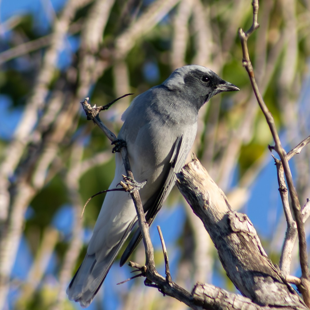 Black-faced Cuckooshrike - ML638391442