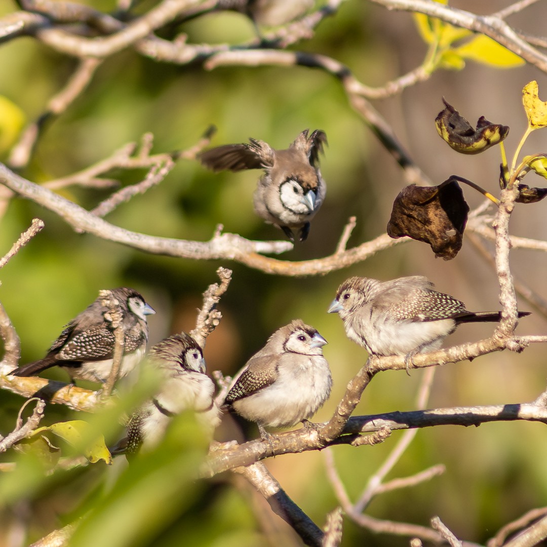 Double-barred Finch - ML638391453