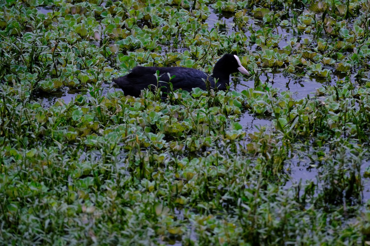 Eurasian Coot - ML638391468