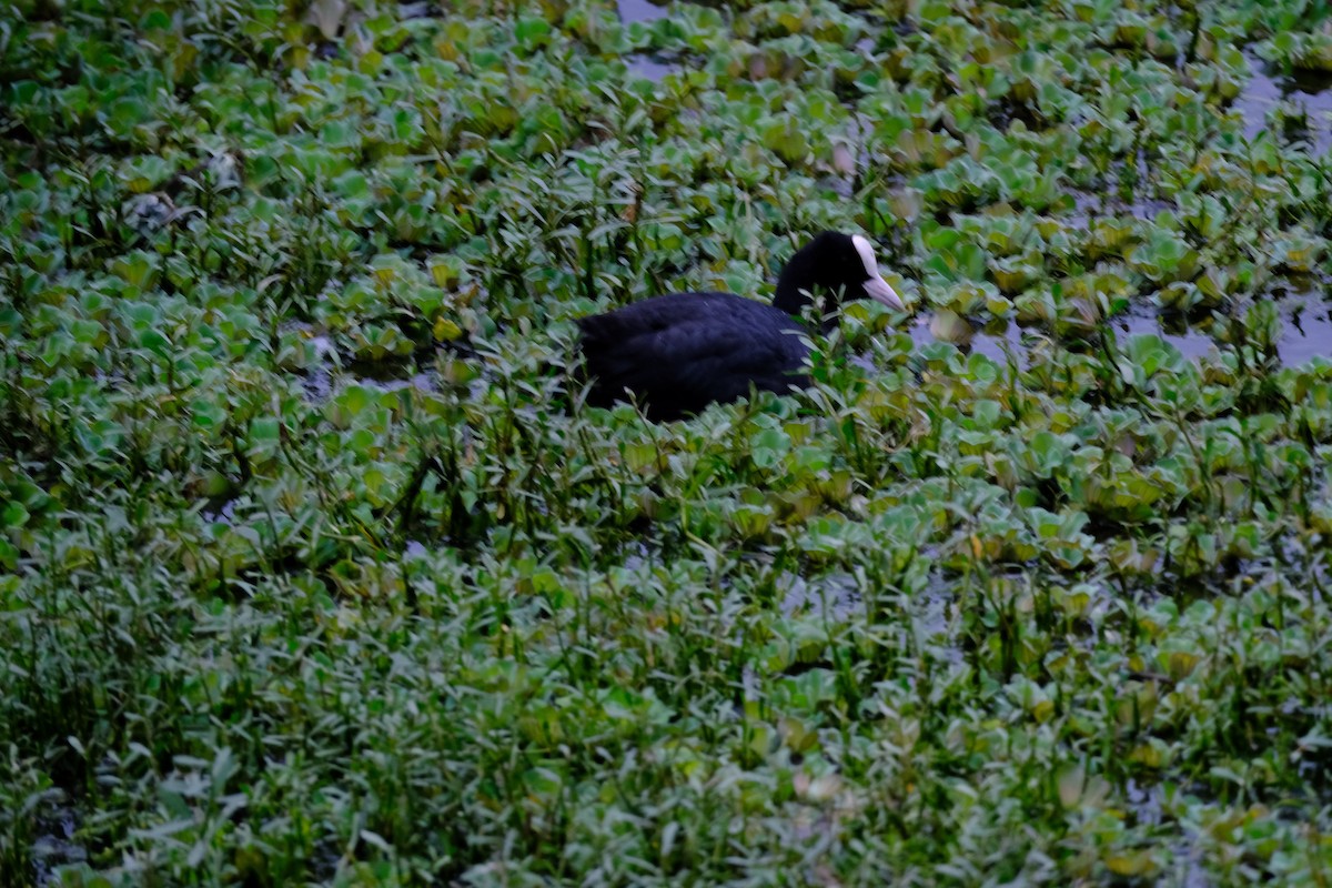 Eurasian Coot - ML638391469