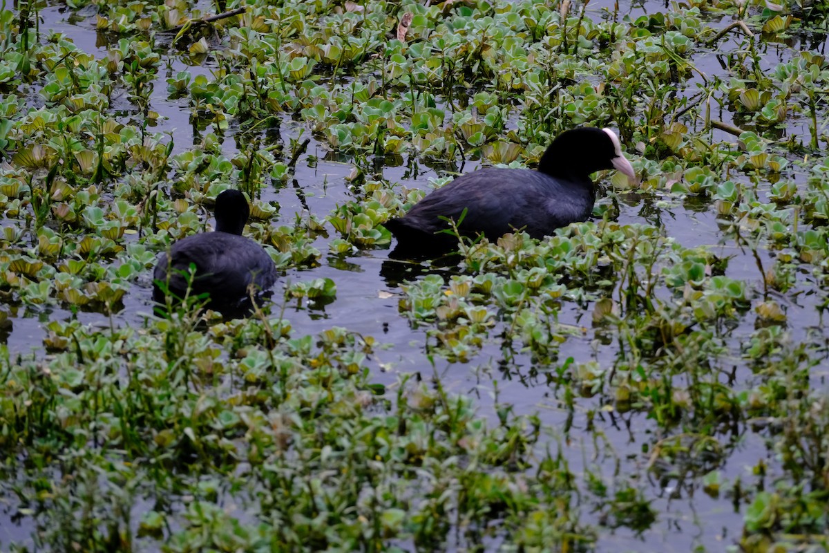Eurasian Coot - ML638391470