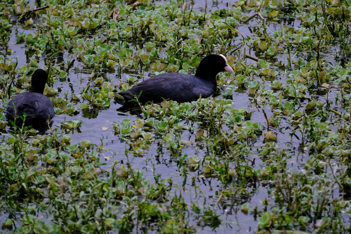 Eurasian Coot - ML638391471