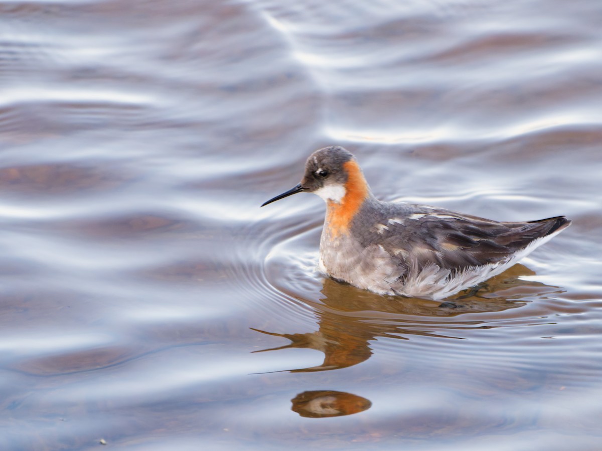 svømmesnipe - ML638391472