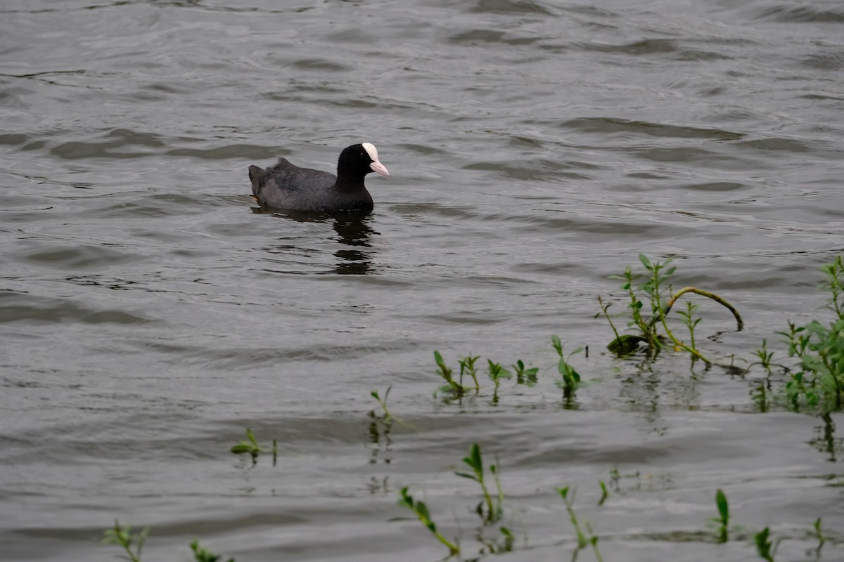 Eurasian Coot - ML638391478