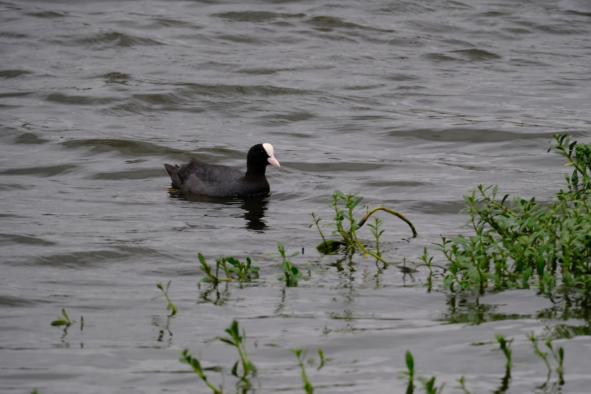 Eurasian Coot - ML638391479