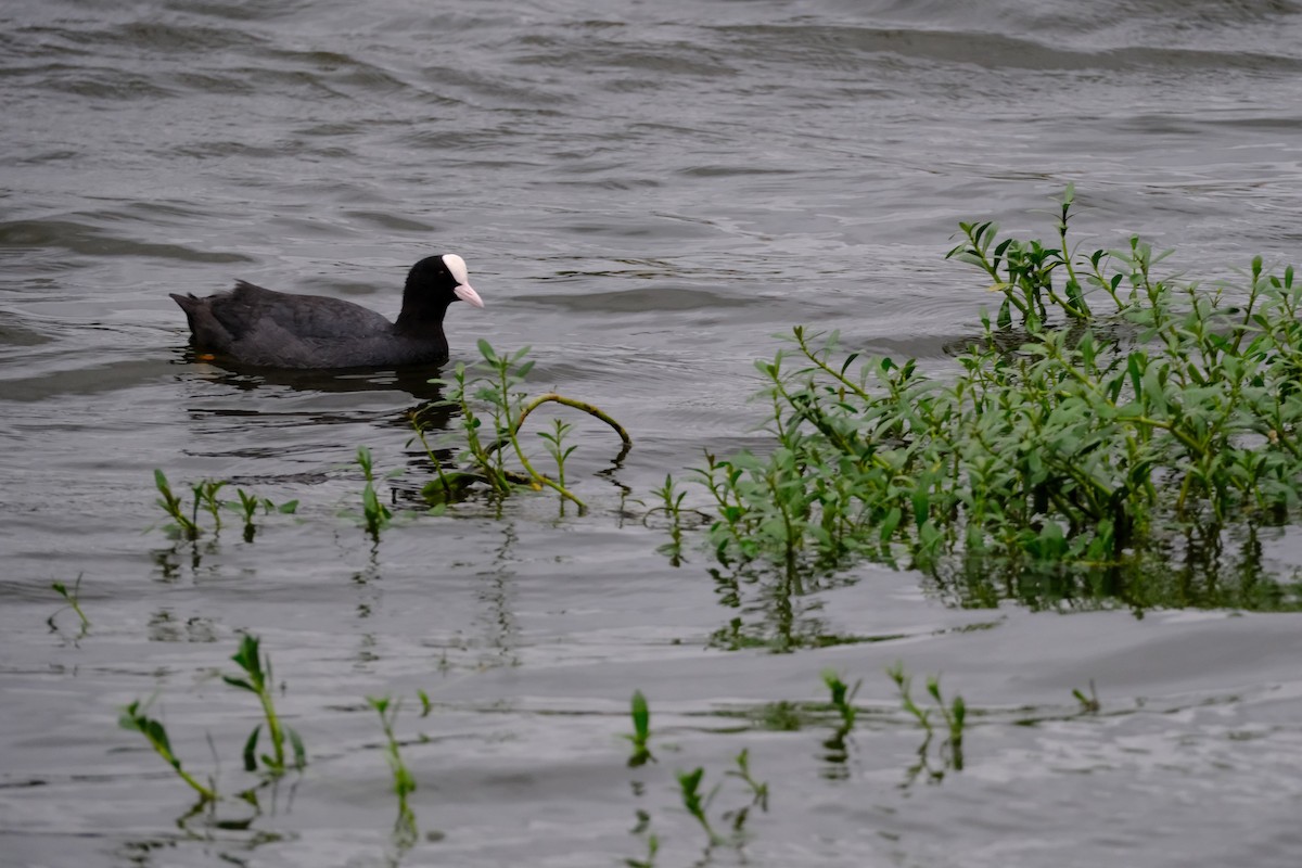 Eurasian Coot - ML638391480