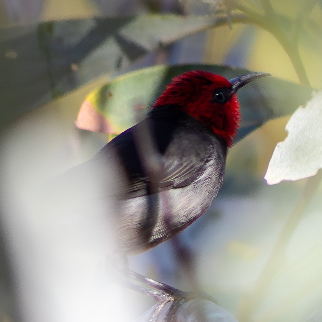 Red-headed Myzomela - ML638391481