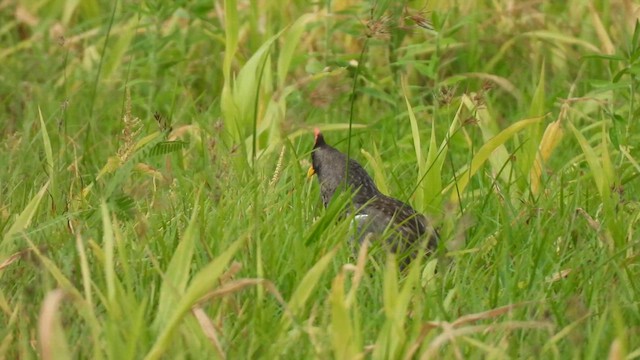 Watercock - ML638391491