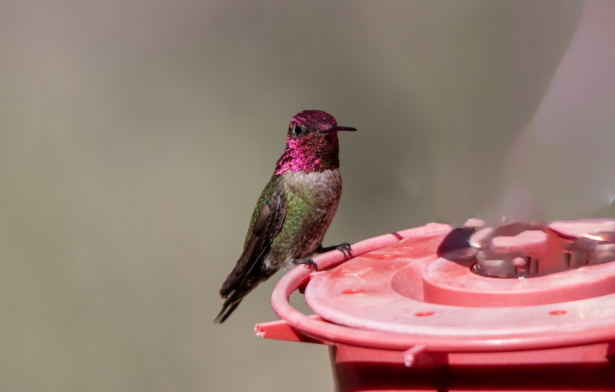 Anna's Hummingbird - ML638391493
