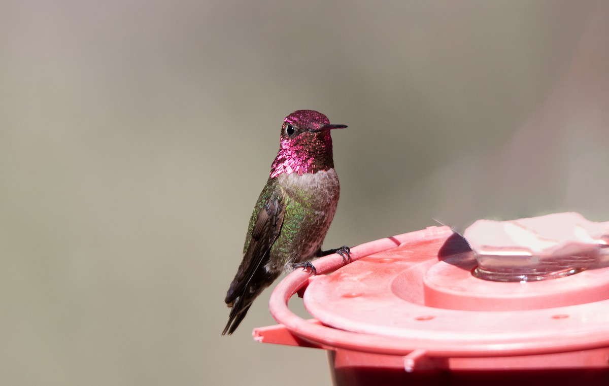 Anna's Hummingbird - ML638391494