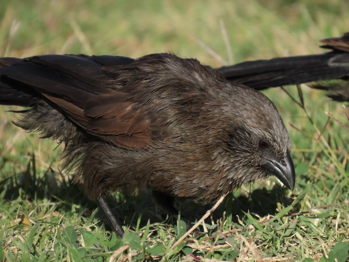 Apostlebird - ML638391524