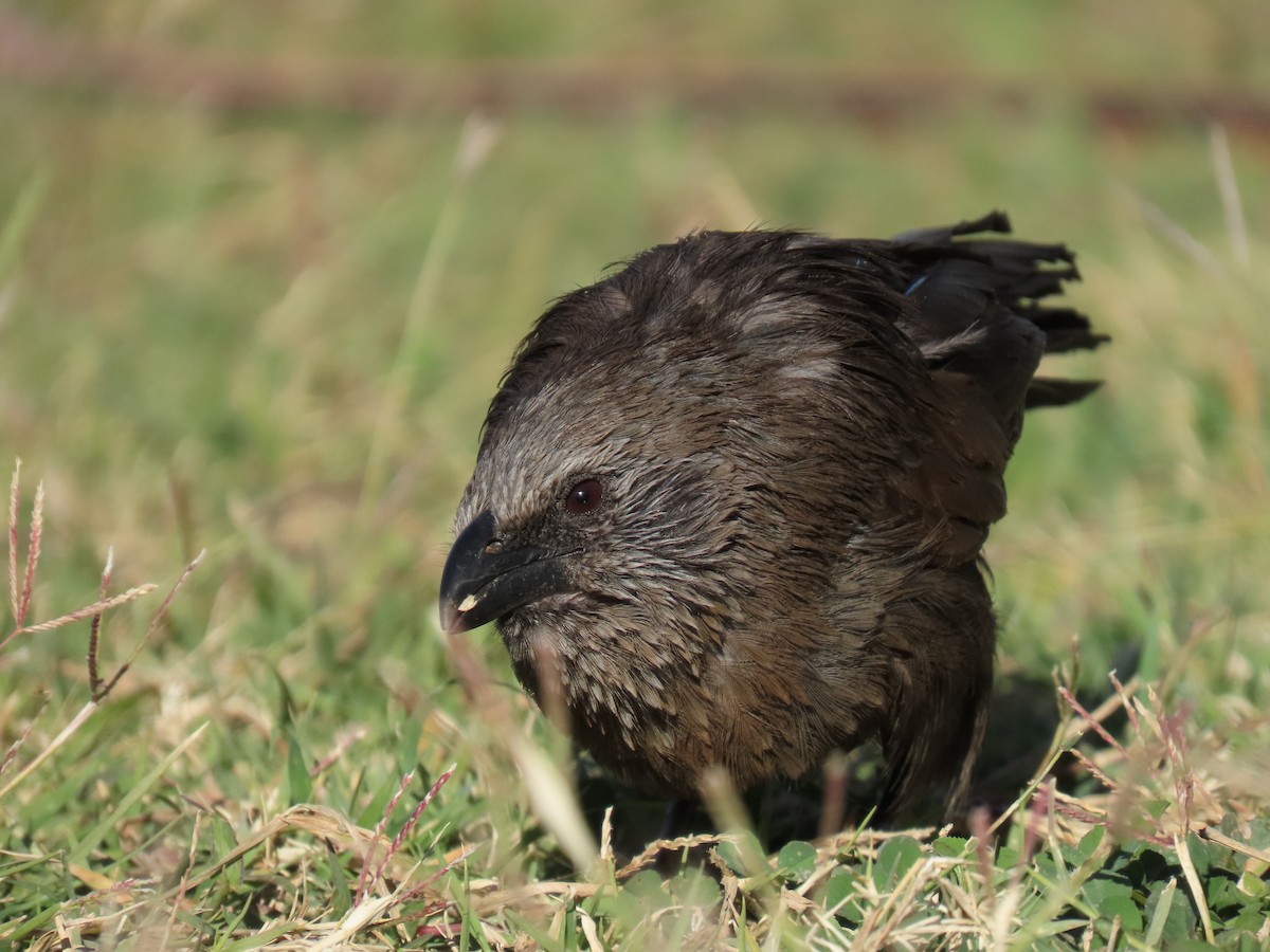 Apostlebird - ML638391525