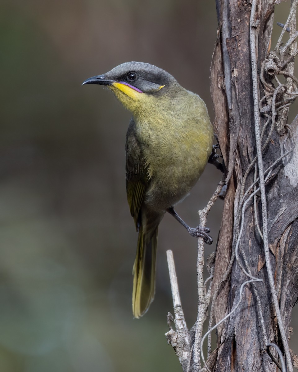 Purple-gaped Honeyeater - ML638391530