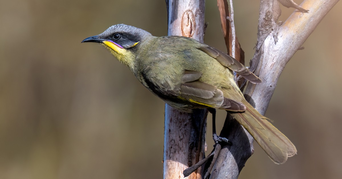 Purple-gaped Honeyeater - ML638391531