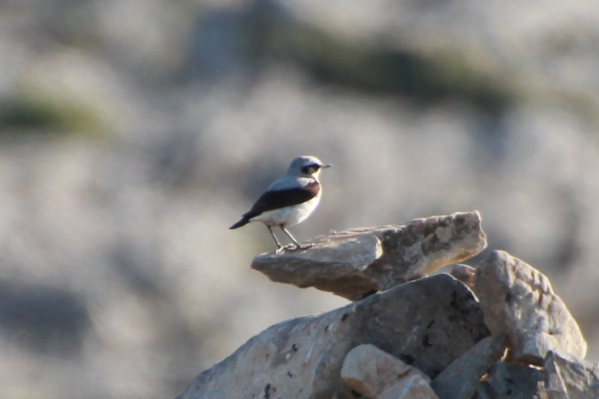 Northern Wheatear (Eurasian) - ML638391554