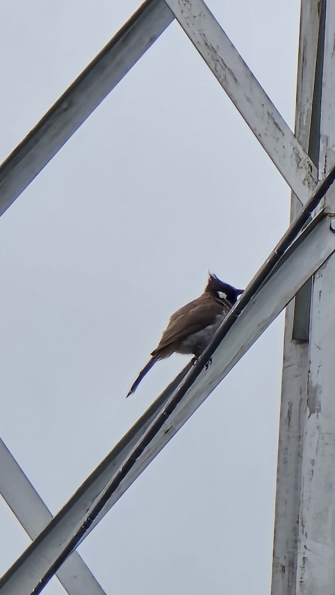 Himalayan Bulbul - ML638391573