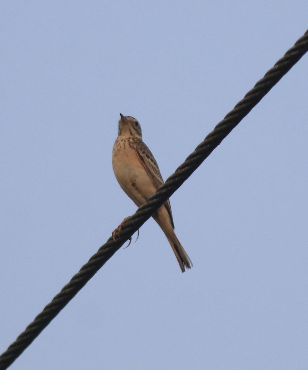 Blyth's Pipit - ML638391588