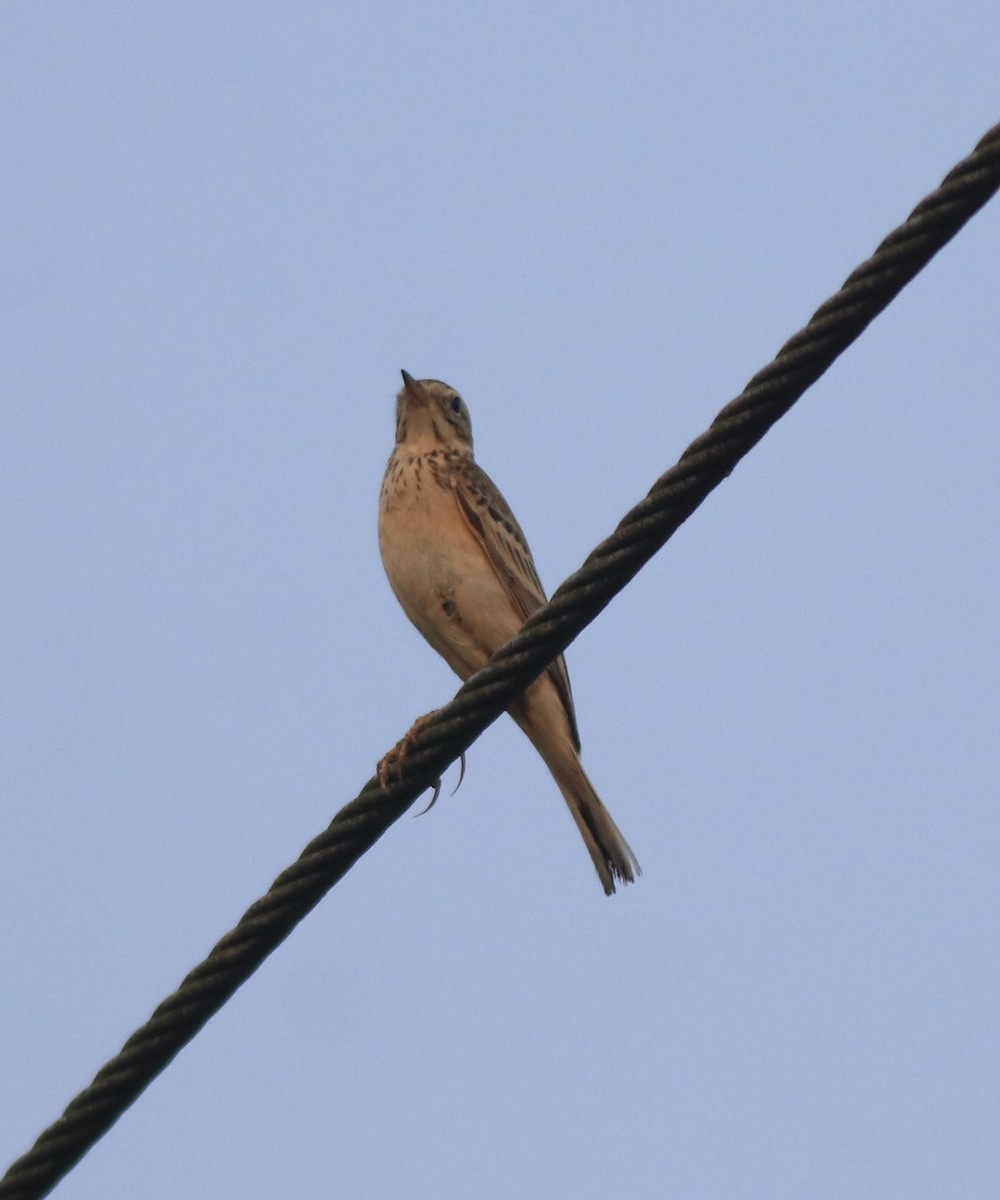 Blyth's Pipit - ML638391589