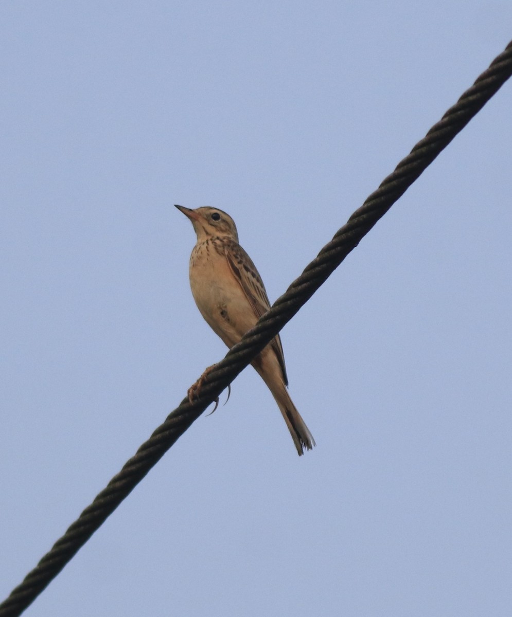 Blyth's Pipit - ML638391591