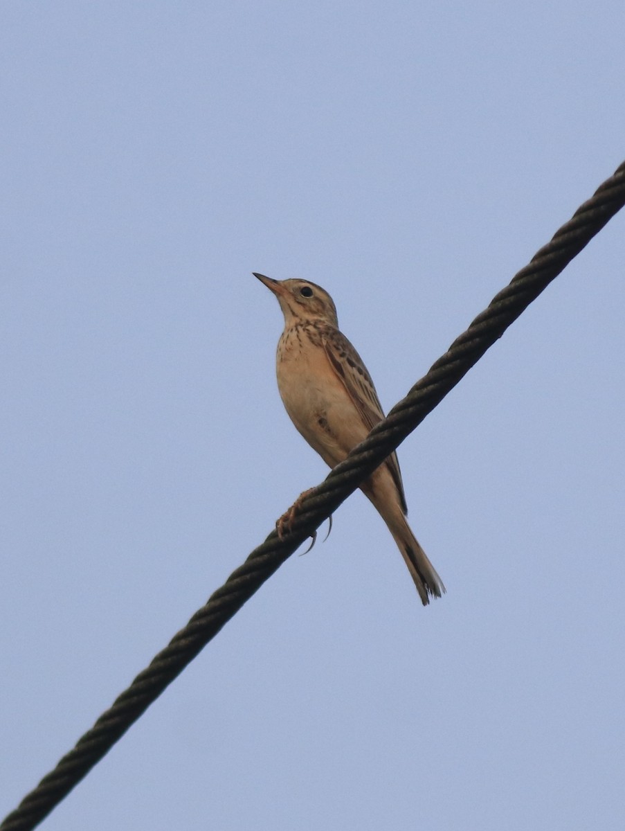 Blyth's Pipit - ML638391592