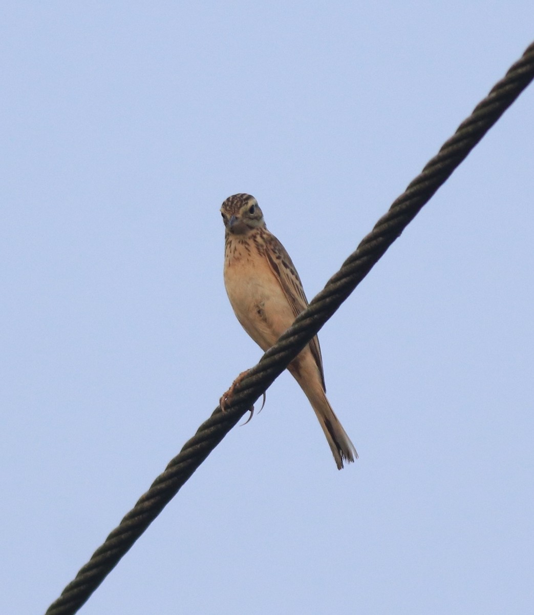 Blyth's Pipit - ML638391593