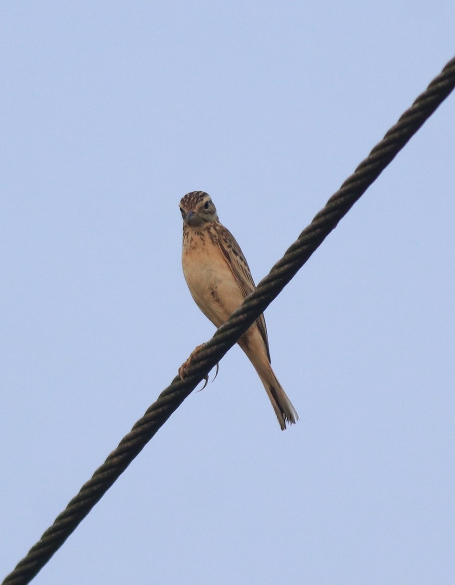 Blyth's Pipit - ML638391594