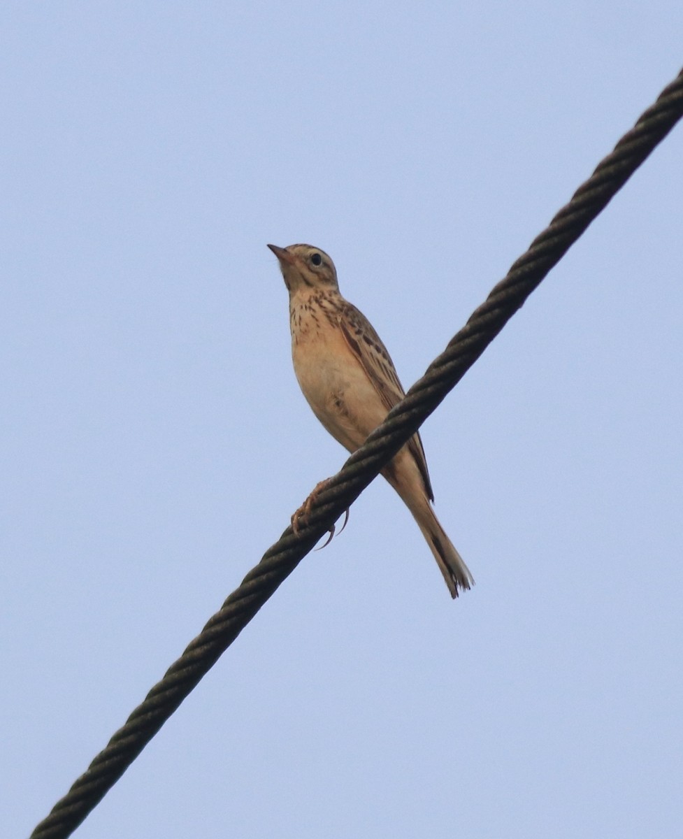 Blyth's Pipit - ML638391595