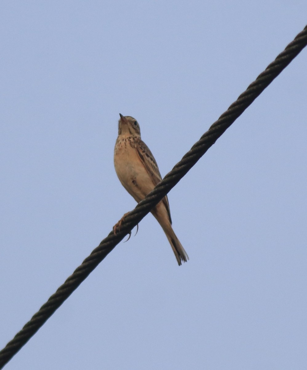 Blyth's Pipit - ML638391596