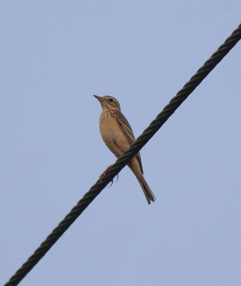 Blyth's Pipit - ML638391597