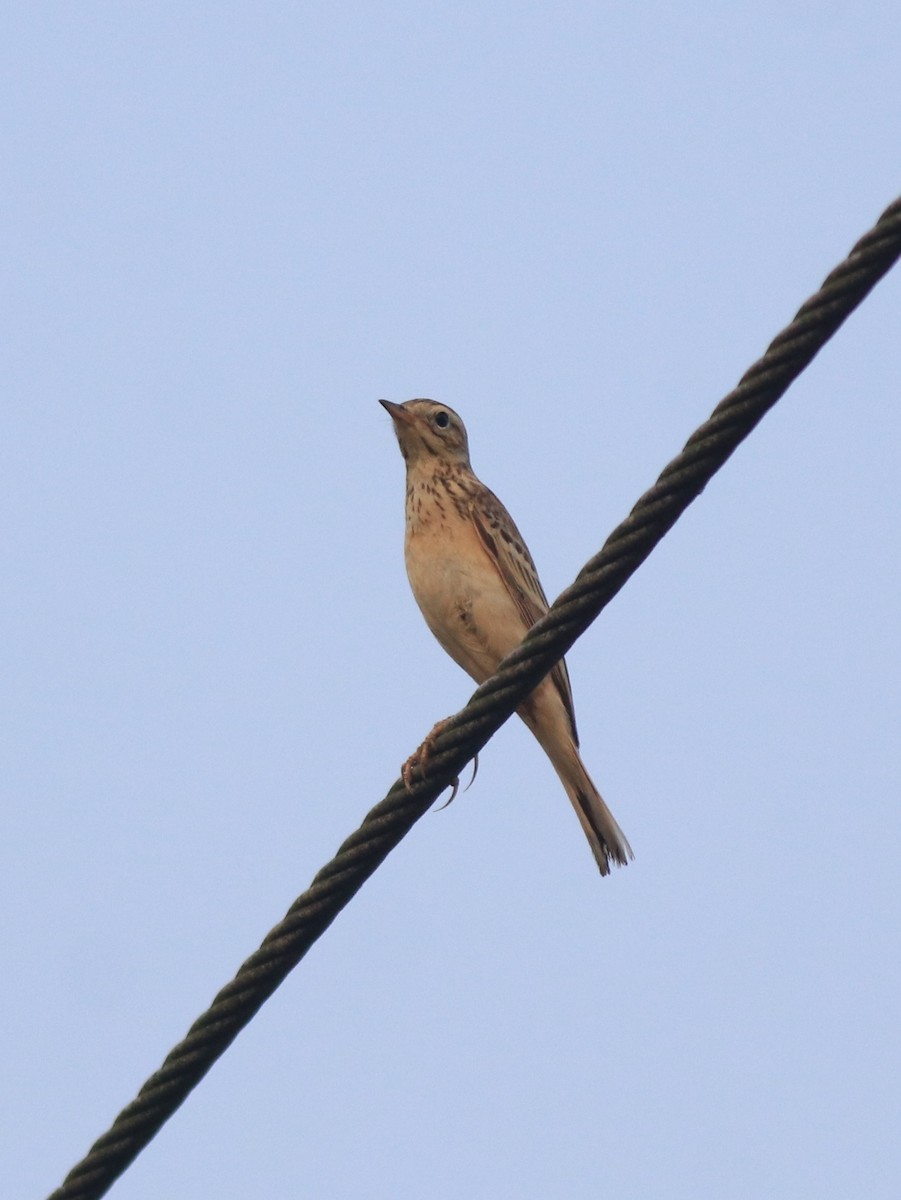 Blyth's Pipit - ML638391598