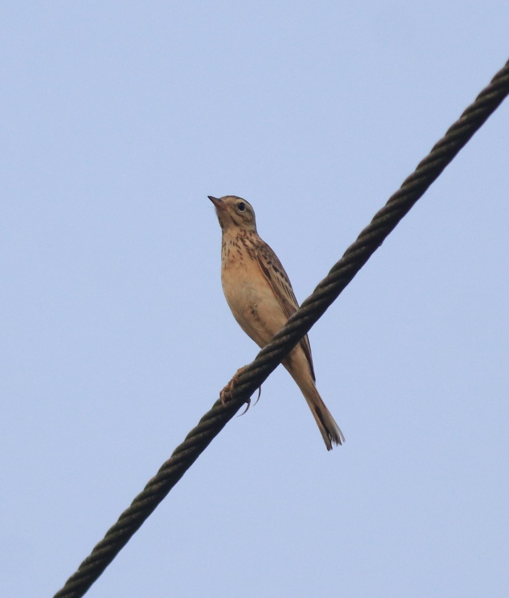 Blyth's Pipit - ML638391599
