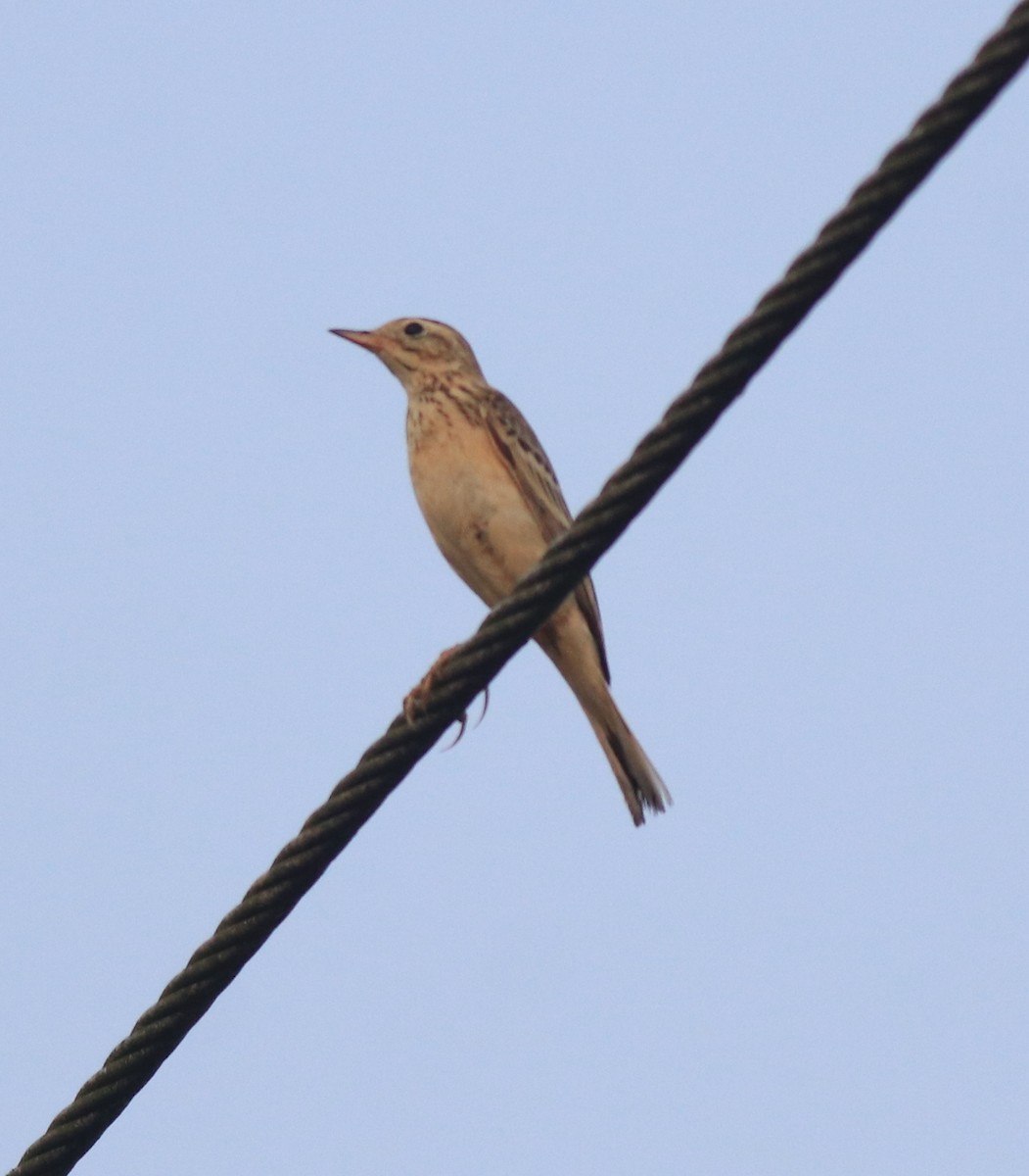 Blyth's Pipit - ML638391600