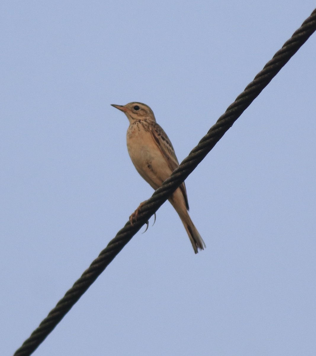 Blyth's Pipit - ML638391601
