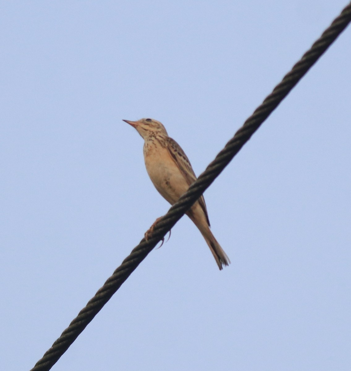 Blyth's Pipit - ML638391602