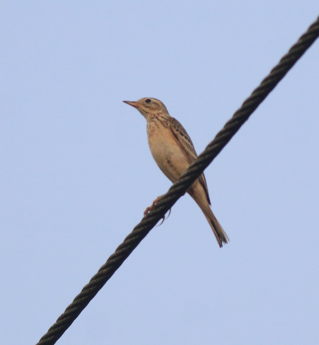 Blyth's Pipit - ML638391603