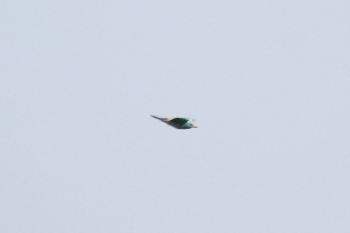 European Roller - ML638391610