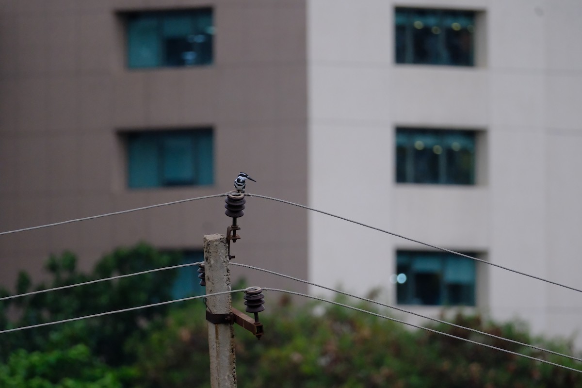 Pied Kingfisher - ML638391626