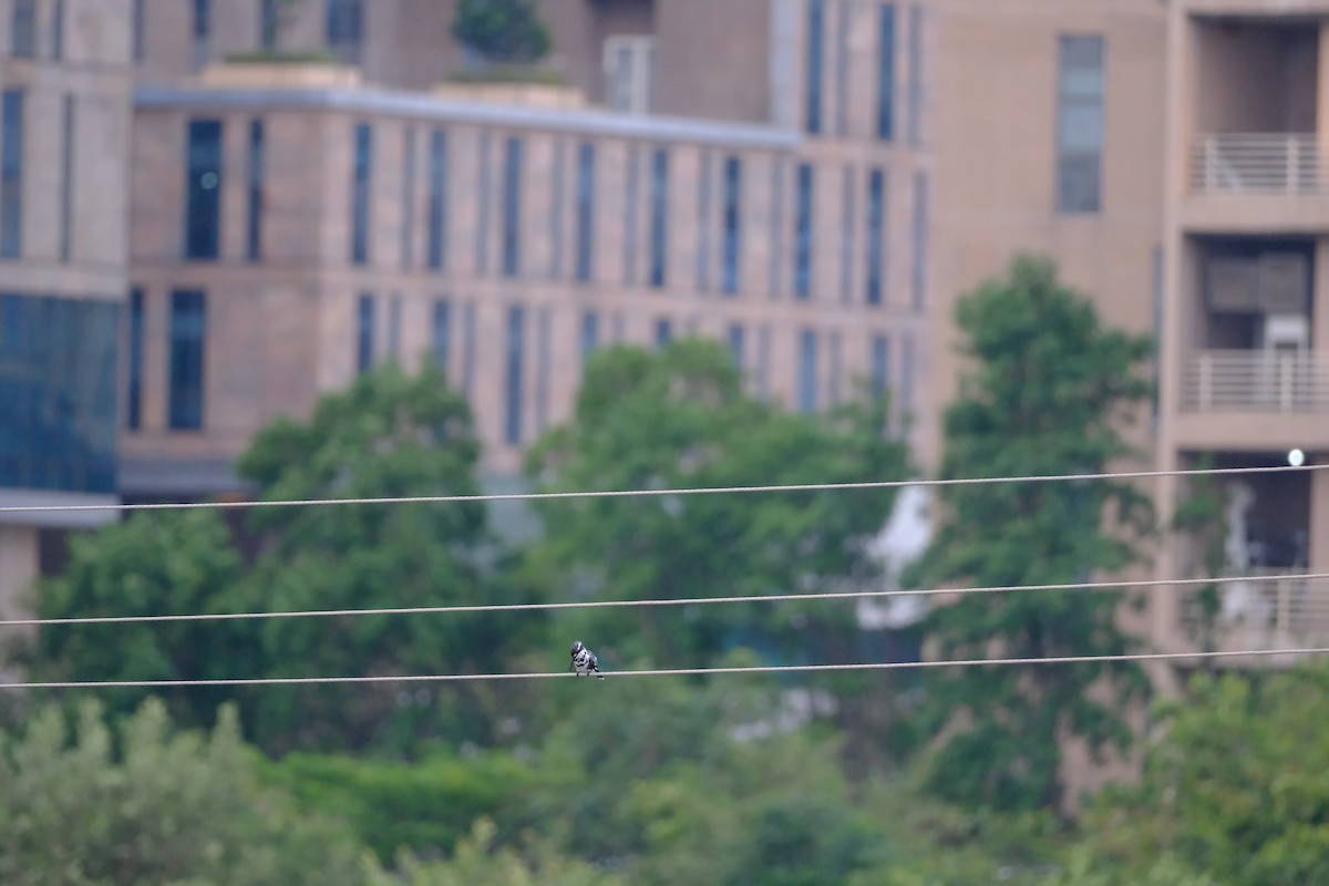 Pied Kingfisher - ML638391634