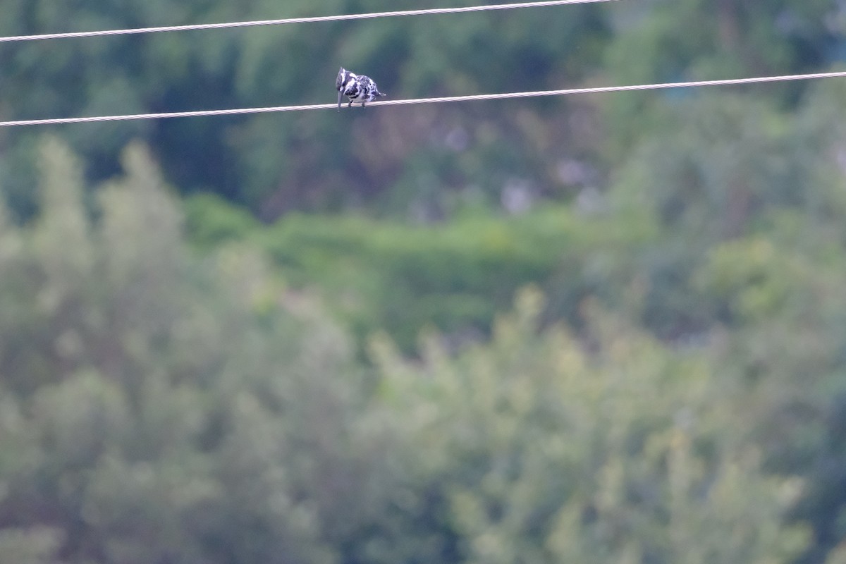 Pied Kingfisher - ML638391637